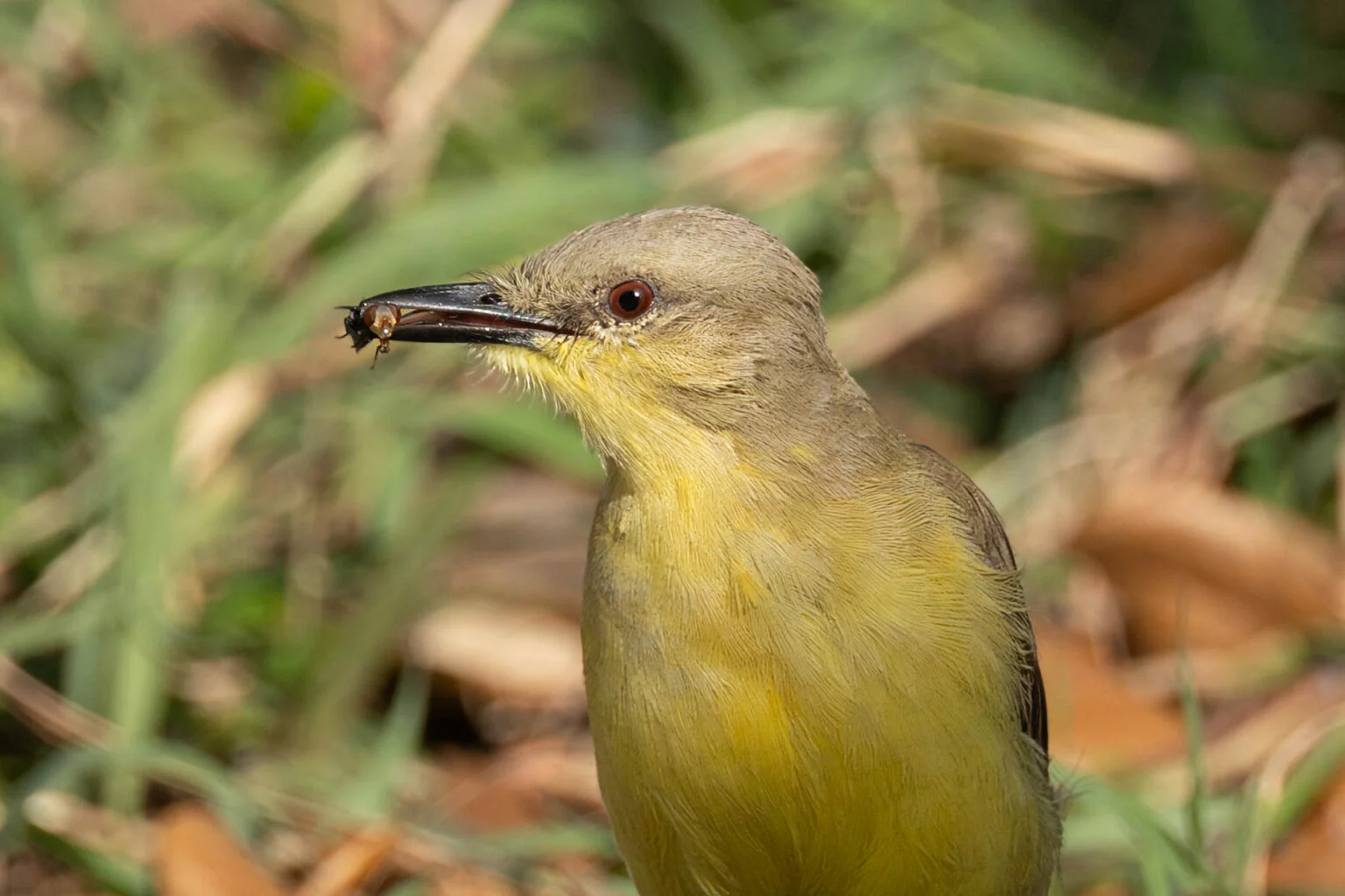 Spotting the rare Cattle Tyrant bird in Corpus Christi, Texas