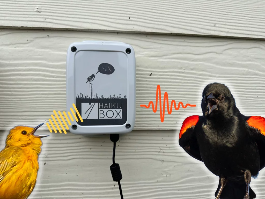 Haikubox bird ID station review