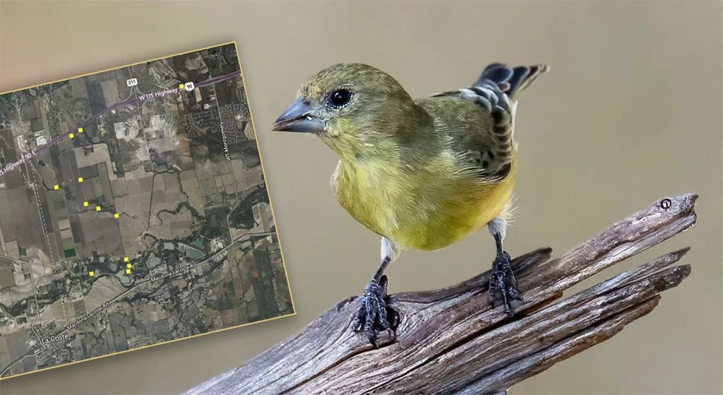 Survey of the Lesser Goldfinch for Audubon Climate Watch 2023